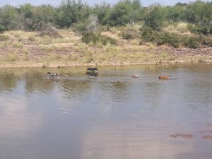 Hunde auf Farm Gras